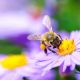 ハチと生態系・自然環境